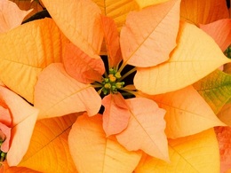 poinsettia gold20161003.jpg
